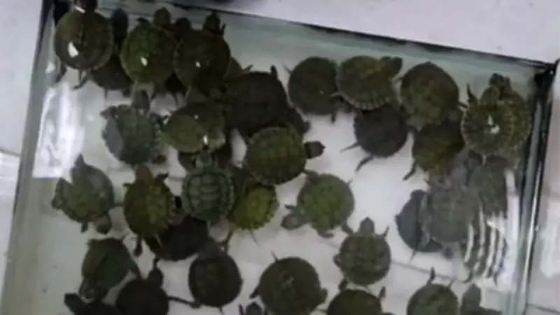 Denizli'de Petshop Denetimi: Yasaklı Türlere El Konuldu