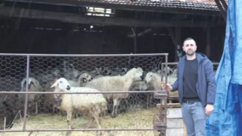 Devlet Desteğiyle 19 Koyundan 400 Başlık Sürüye: Sercan Yüce'nin Başarı Öyküsü