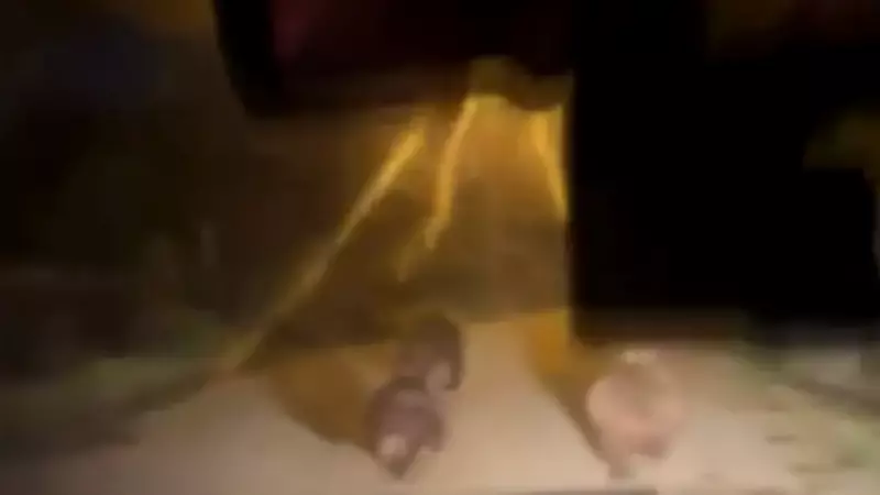 Devrek'te Aç Kalan Ayılar Akçabey Köyü'ne İndi, Anlar Cep Telefonuyla Kaydedildi