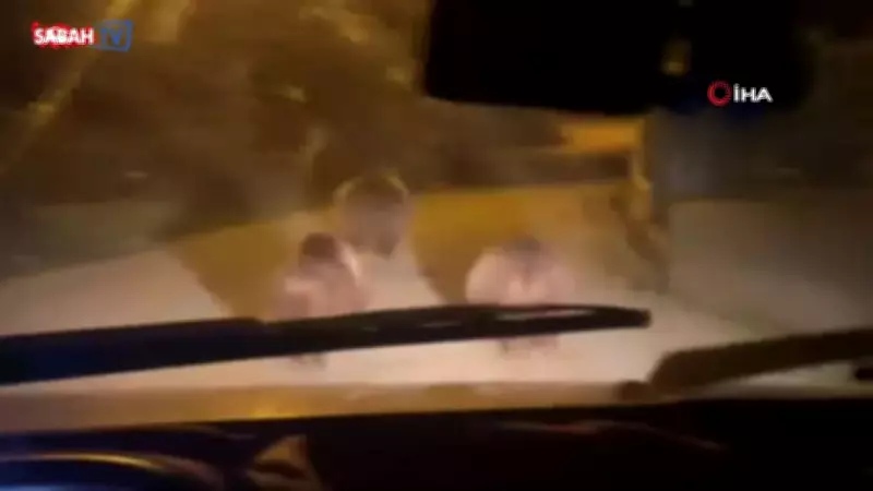 Devrek'te Aç Kalan Ayılar Köy Merkezine İndi, Anlar Cep Telefonuyla Kaydedildi