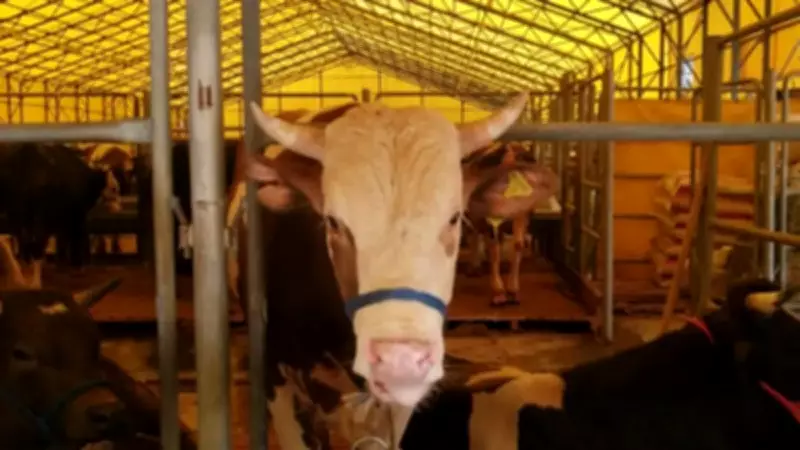 Diyanet 2026 Vekaletle Kurban Kesim Bedellerini Açıkladı: İç ve Dış Fiyatlar Belli Oldu