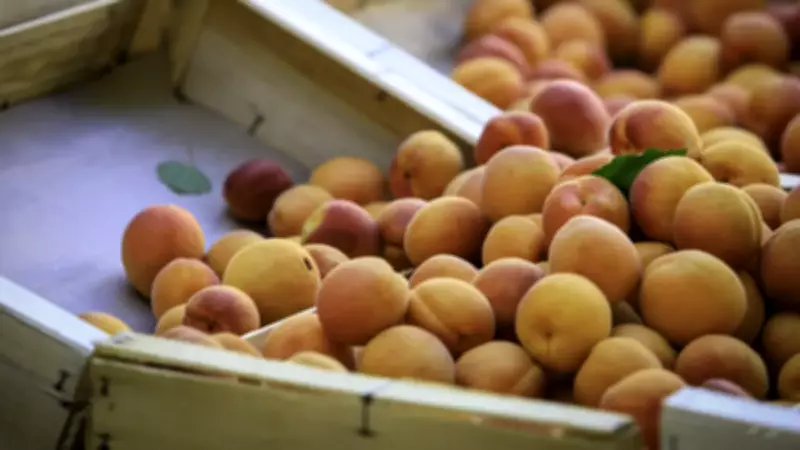 Dünyanın en iyi 12 kayısısı açıklandı: Malatya kaçıncı sırada?