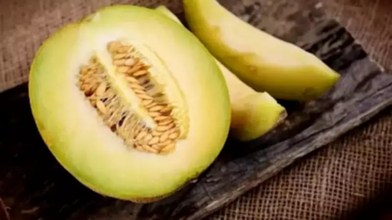 Dünyanın en pahalı kavunu Yubari Kralı masajla yetiştiriliyor