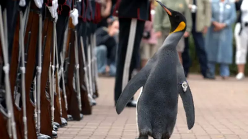 Dünyanın 'en rütbeli' pengueni: Tümgeneral Sir Nils Olav III