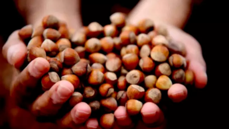 Düzce'den Dünyaya Fındık İhracatı Rekor Kırıyor: 2025 Hedefleri Aşıldı