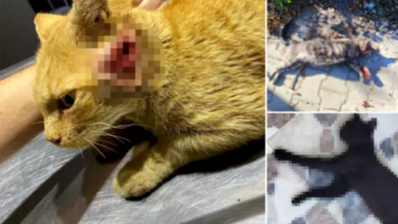 Edirne'de Kedileri Av Tüfeğiyle Öldüren Komşuya 5 Ay Hapis Cezası Verildi