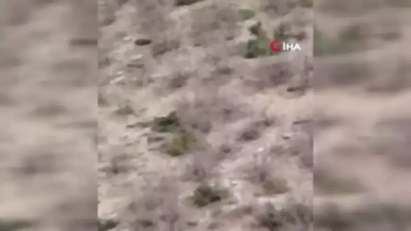 Elazığ'da Çoban Köpeği Ayıyı Kovalamaya Başladı, Köylüler Anları Kaydetti