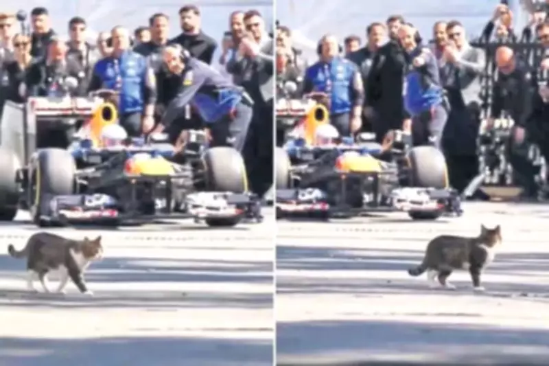 En İyi Formula 1 Tanıtımı Kediden Geldi