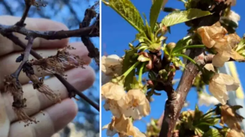 Erzincan'da Bahar Donu Kayısı Çiçeklerini Vurdu: Çiçekler Kahverengiye Döndü