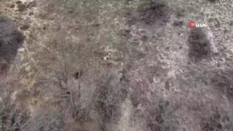Erzincan'da Baharın Müjdecisi: Kış Uykusundan Uyanan Ayılar Drone ile Görüntülendi