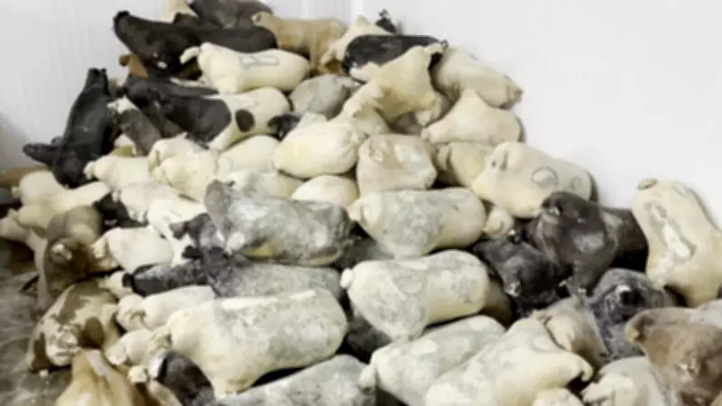 Erzincan'ın Lezzet Hazineleri Tulum Peyniri ve Cimin Üzümü 'Slow Food Ark of Taste' Listesinde