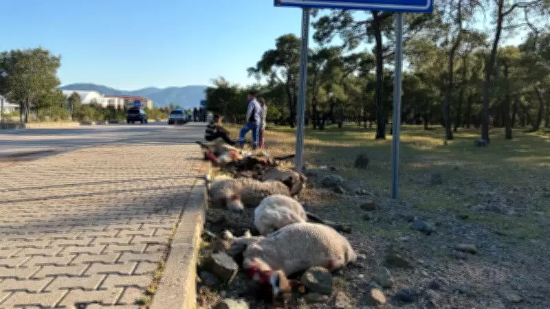Fethiye'de Motosiklet Koyun Sürüsüne Çarptı: 8 Koyun Öldü, Sürücü Yaralandı