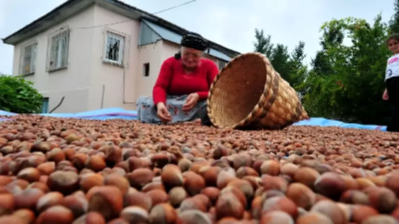 Fındık İhracatında İlk Çeyrekte 658 Milyon Dolarlık Gelir Elde Edildi