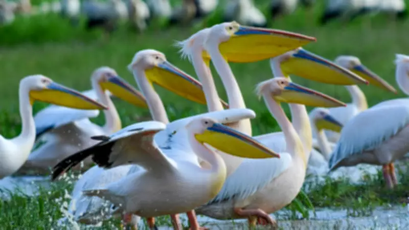 Göç Yolundaki Pelikan Sürüsü Bursa'da Mola Verdi
