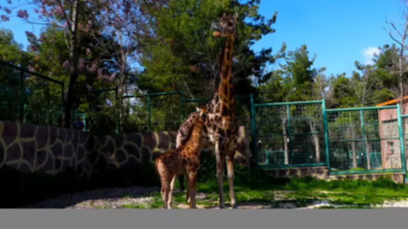 Gaziantep Doğal Yaşam Parkı'nda Zürafa Yavrusu Ziyaretçilerle Buluştu