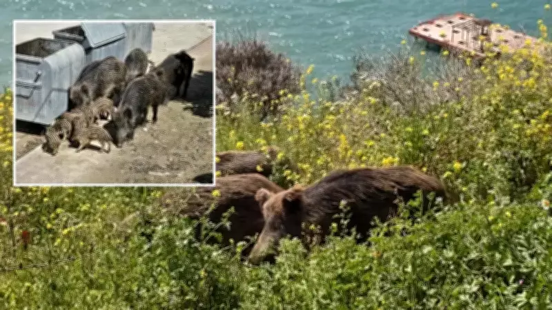 Gazibeğendi'de Yaban Domuzları Çöp Konteynerlerinde: Uzman Uyarısı