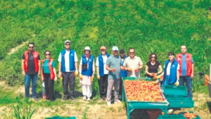Gençler Tarlaya: Gönüllü Hasat Etkinliği Mayıs'ta 81 İlde Başlıyor