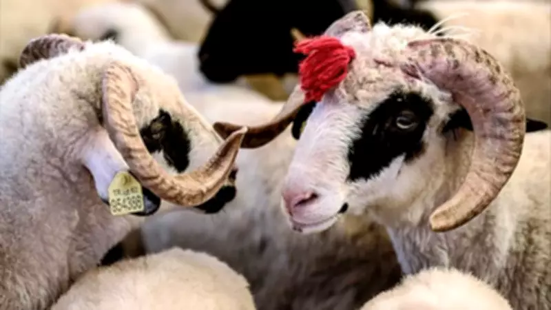 Gençlere Kırsalda Büyük Destek: 150 Bin Hayvan Devletten, Tüm Masraflar Karşılanacak