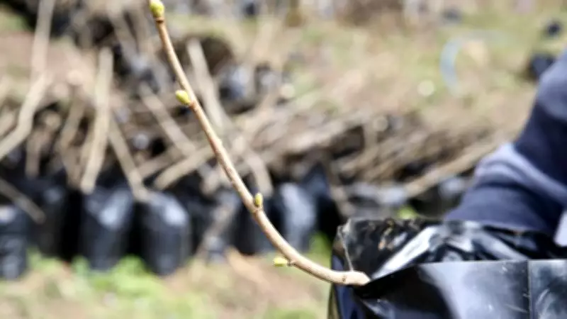 Giresun'da Sertifikalı 3 Bin Fındık Fidanı Üretildi, Bahçeler Gençleşiyor