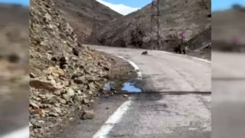 Gümüşhane'de Anne Ayı ve Yavrularının Yol Macerası Kameralara Yansıdı