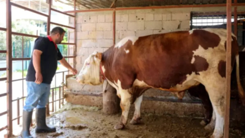 Hatay'da 1 ton 130 kilogramlık dana 450 bin liraya satışta