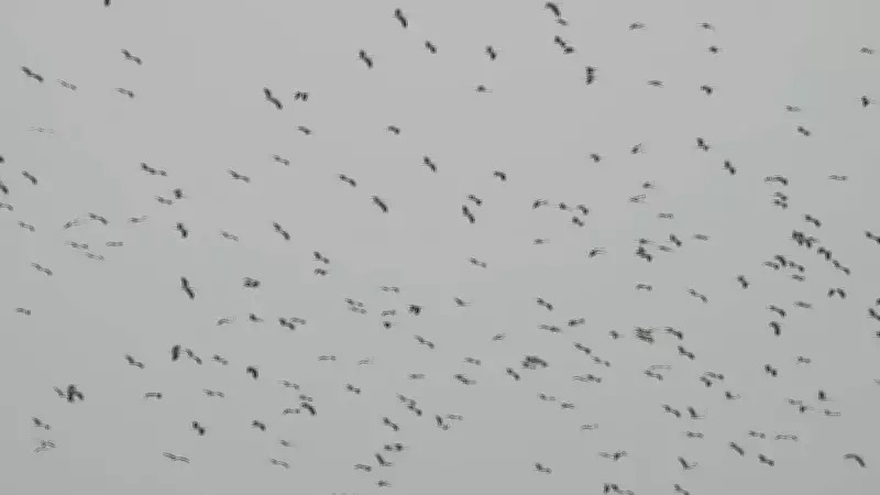Hatay'da Gökyüzü Leyleklerle Kaplandı: Amik Ovası ve Milleyha'da Görsel Şölen
