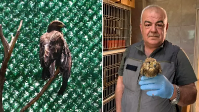 Hatay'da yaralı göçmen kuşlar tedavi edilip doğaya salınıyor