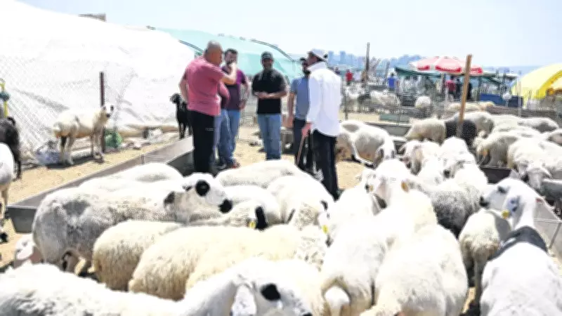 Hayvancılık Destekleri Açıklandı: Büyükbaş 300 Bin, Küçükbaş 30 Bin TL