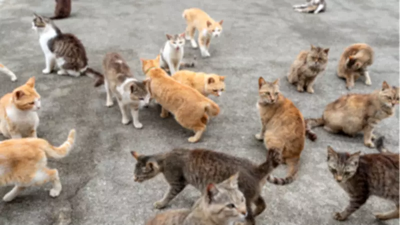 Japonya'nın Kedi Adası Aoshima: 6 İnsan, 200 Kedi ve Sessiz Bir Cennet