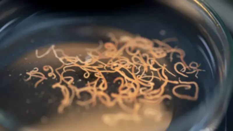 Kan Emici Parazitler Otoimmün Hastalıklara Çare Olabilir