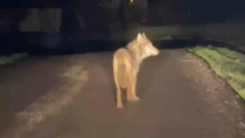 Karabük'te Kurt Sürüsü Yerleşim Yerine İndi, Vatandaşlar Tedirgin