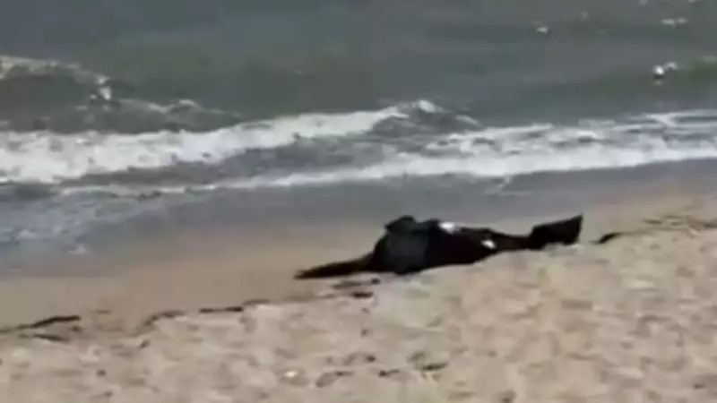 Karaburun Sahili'nde Erkek Cesedi Bulundu