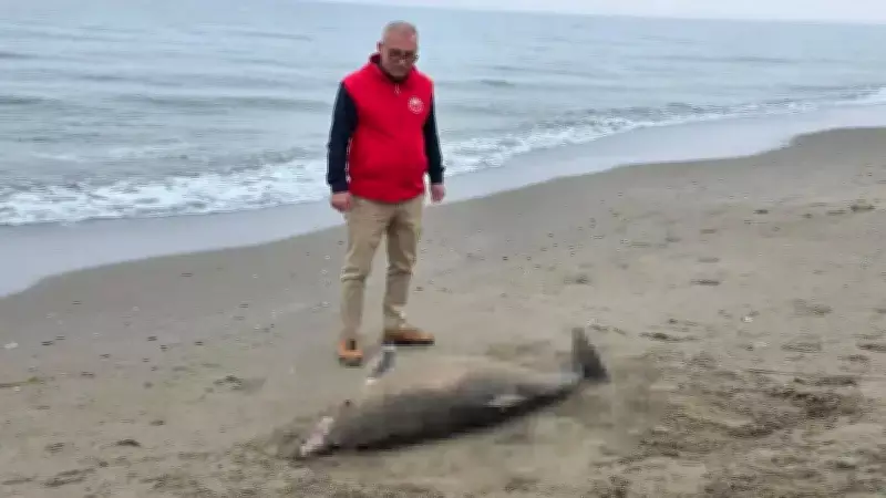 Karadeniz Sahilinde Kıyıya Vuran Ceset, Yürüyüş Yapan Vatandaşlar Tarafından Fark Edildi