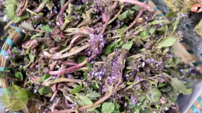 Karadeniz'de 10 Ton Kaldirik Otu Kapış Kapış Satılıyor: Doğal Şifa Kaynağı