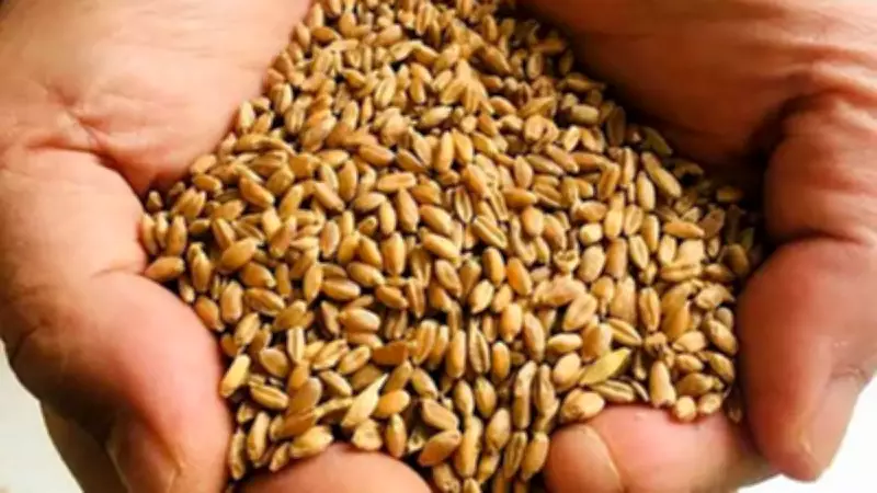 Karakılçık Buğdayı: Sofraların Yeni Yıldızı Sağlıklı ve Lezzetli