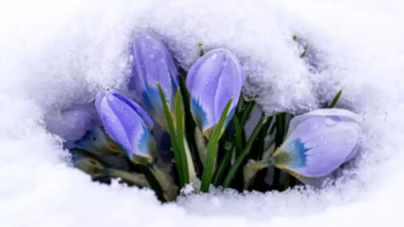 Kars'ta Baharın Müjdecileri Çiçekler Kar Altında Kaldı