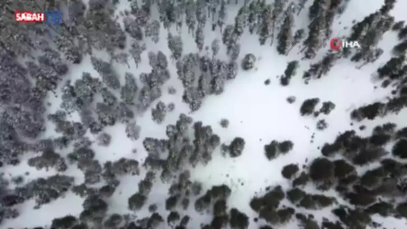 Kars'ta Sarıçam Ormanları Nisan Ayında Beyaza Büründü, Çiftçiler Endişeli