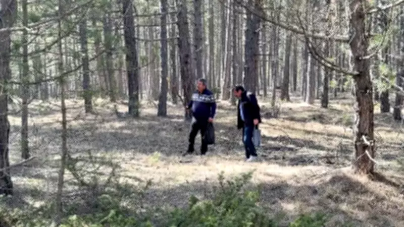 Kastamonu'da kuzugöbeği mantarı bolluğu: Kilogramı bin 500 liraya alıcı buluyor