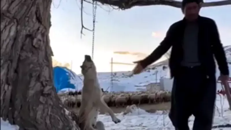 Kayseri'de Köpeğini Ağaca Asarak Öldüren Cani Tutuklandı