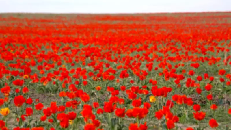 Kazakistan'da Nadir Bozkır Laleleri Baharla Birlikte Doğayı Kırmızıya Bürüdü