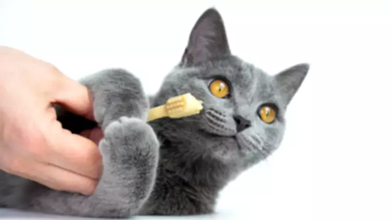 Kediler Diş Fırçasıyla Taranınca Şaşırtan Tepkiler Veriyor