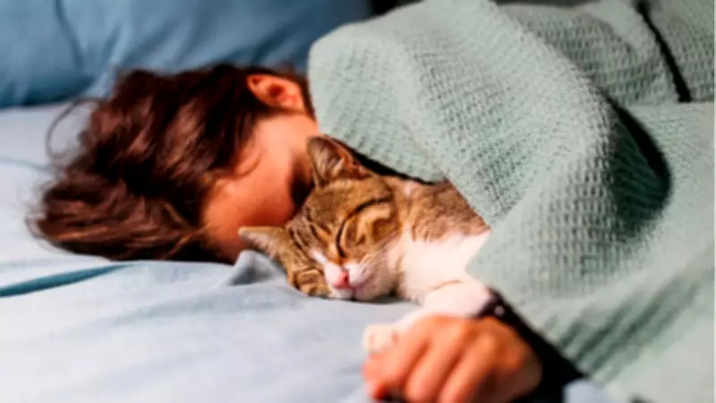 Kediler Üzgün Olduğunuzu Gerçekten Fark Ediyor: Bilimsel Araştırma