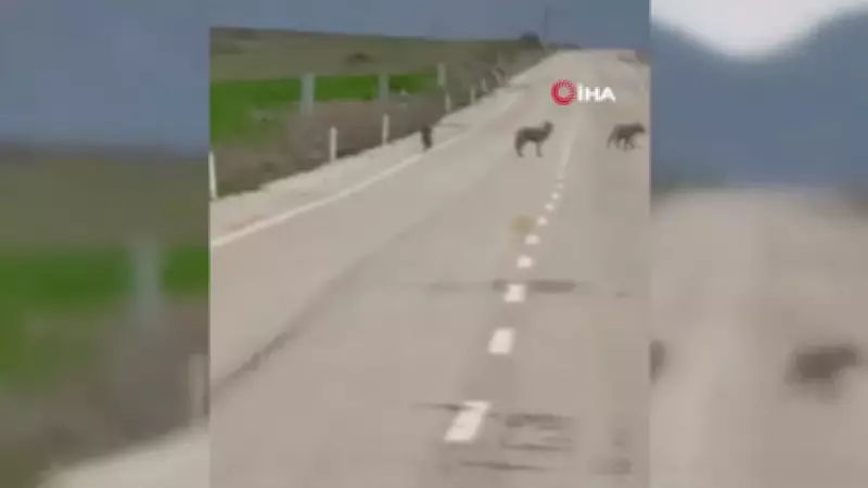 Kemah'ta Köy Yoluna İnen Kurt Sürüsü Cep Telefonuyla Görüntülendi