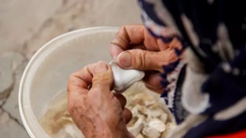 Kenger sakızının kilosu çeyrek altın değerinde! Doğal altın olarak anılıyor