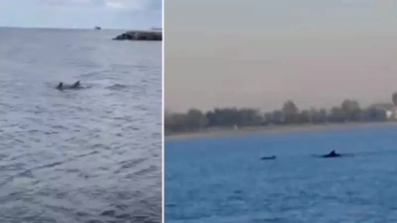 Küçükçekmece Sahilinde Yunuslar Görüntülendi