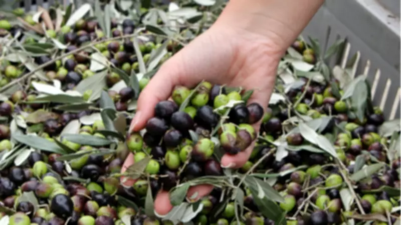 Köklü Zeytin Devi BAKTAT Konkordato Sürecine Girdi, İcra İşlemleri Donduruldu