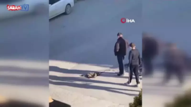 Kocaeli'de yaralı kediye çocuklar sahip çıktı