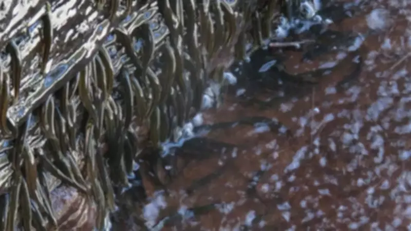 Kongo'daki Minik Balıklar Şelalelere Tırmanma Yeteneğiyle Bilim Dünyasını Şaşırttı