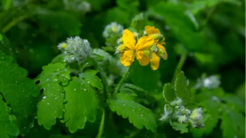 Kırlangıç Otu Suyu Gözlerine Zarar Verdi: Kocaeli'de Kadın Göremez Hale Geldi