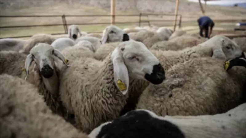 Kırsalda Bereket Küçükbaşa Destek Projesi 2026: Başvuru Tarihleri ve Şartları